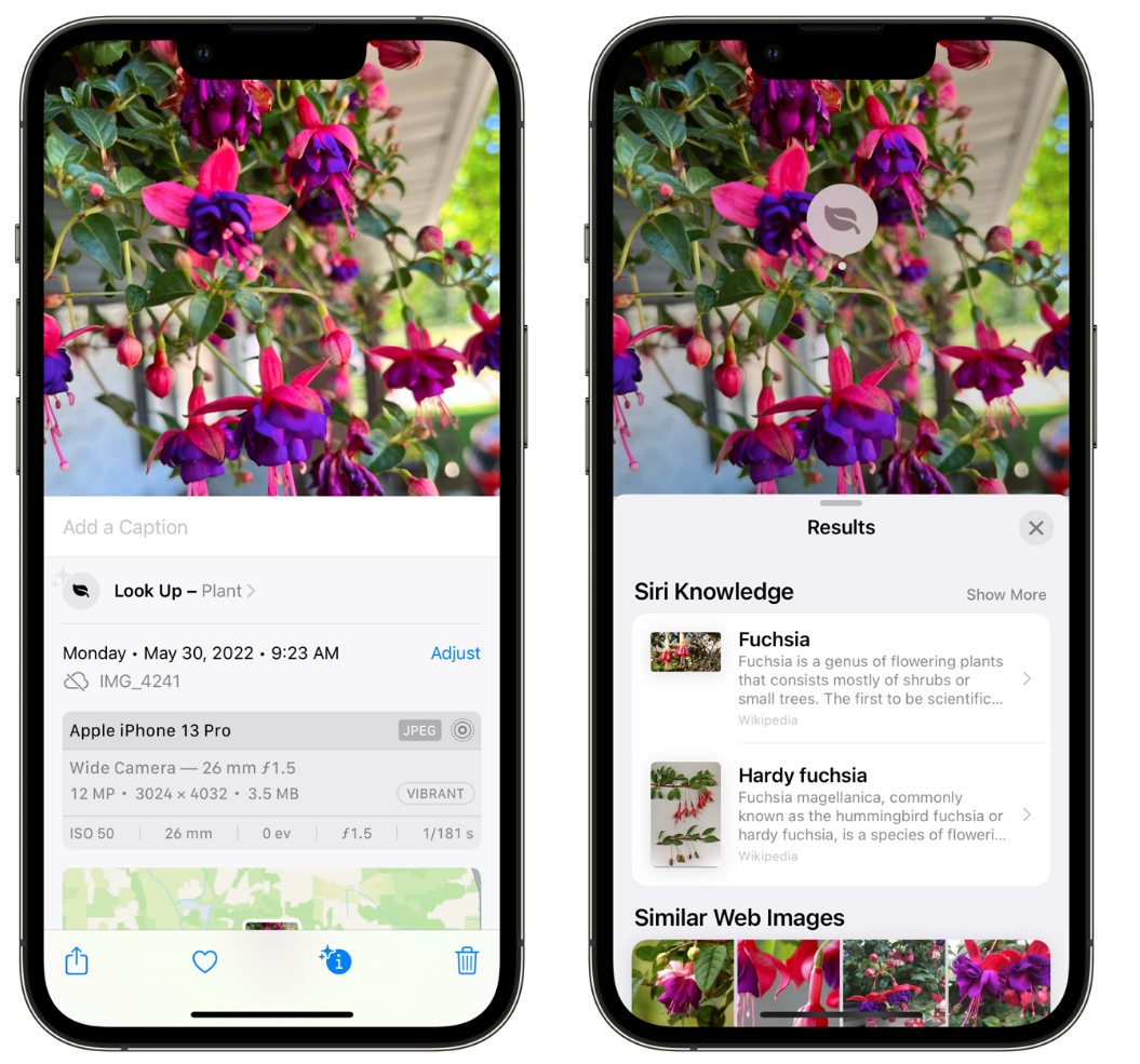 凤凰镇苹果手机维修分享小技巧：使用 iPhone 相机识别花卉植物 